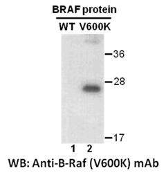 BRaf(V600K) 
