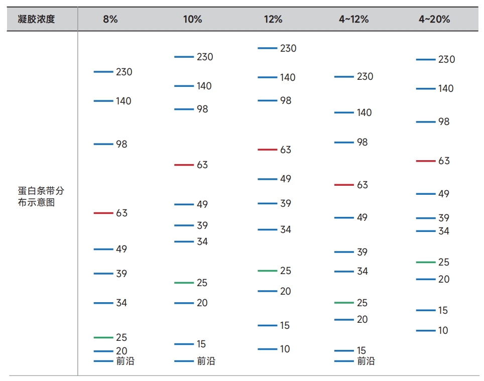 雅酶LK302 SuperPAGE™ 预制胶,Bis-Tri