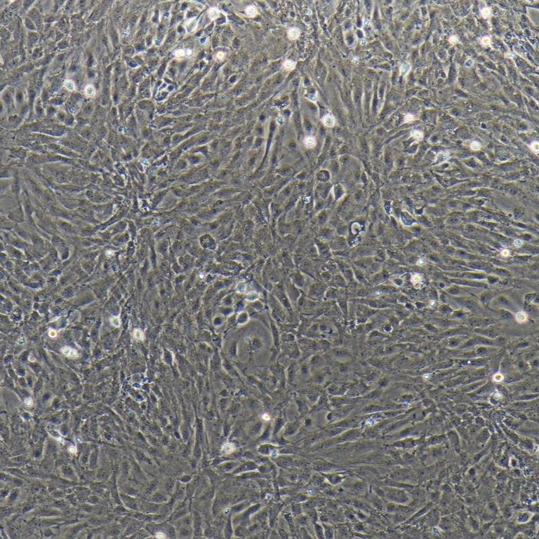 大鼠淋巴管内皮细胞/免疫荧光鉴定