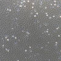 大鼠淋巴管内皮细胞/免疫荧光鉴定