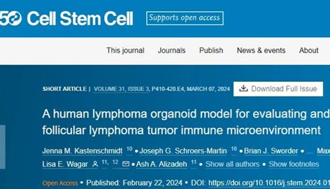 IF=23.90丨Cell Stem Cell：一种评价和靶向滤泡性淋巴瘤肿瘤免疫微环境的人淋巴瘤类器官模型