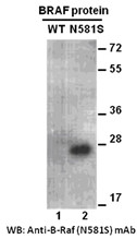 BRAF(N581S)