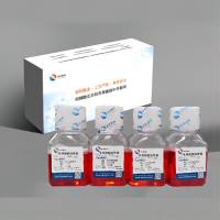 BPH-1人前列腺增生细胞专用培养基