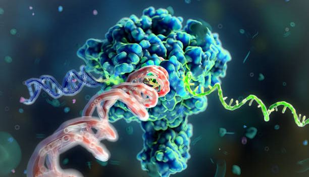 【推荐】热启动Taq聚合酶：助力快速高效的分子诊断！