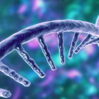 无甘油Tth双功能聚合酶，MDX205