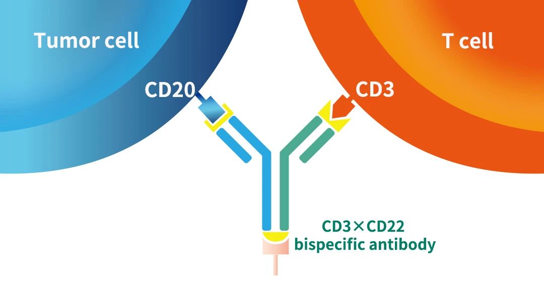 FDA整治药企拖延症，暂缓第四款CD3×CD20双抗上市
