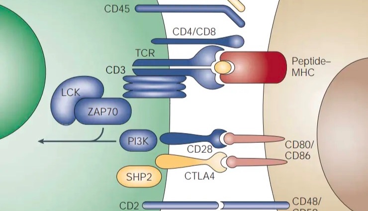 Cytek®Amnis®量化成像流式技术应用——细胞互作篇