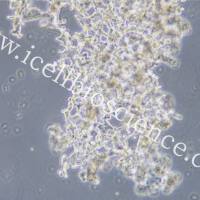 NCI-H526 人小细胞肺癌细胞/STR鉴定