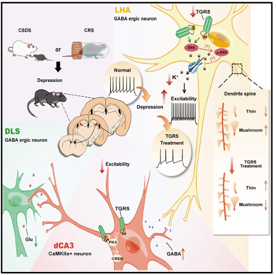 《Neuron》：调控雄性小鼠抑郁样行为重要环路机制