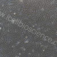 兔结膜囊成纤维细胞/免疫荧光鉴定