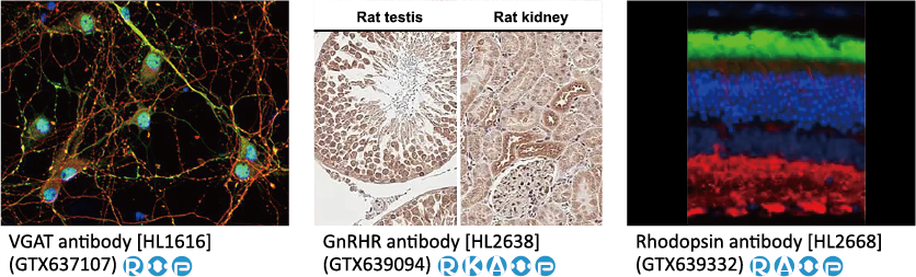 六码一抗 不分包装~全面EXTRA 5% OFF! 六码一抗 不分包装~全面EXTRA 5% OFF!