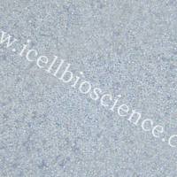 M-NFS-60 小鼠髓性白血病淋巴细胞/种属鉴定/镜像绮点(Cellverse)