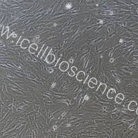 小鼠肾间质成纤维细胞/免疫荧光鉴定