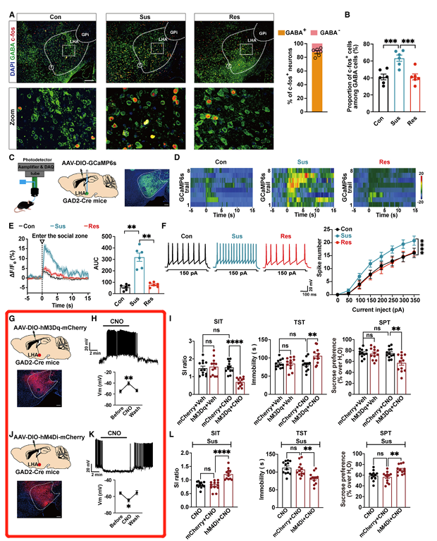 《Neuron》：调控雄性小鼠抑郁样行为重要环路机制