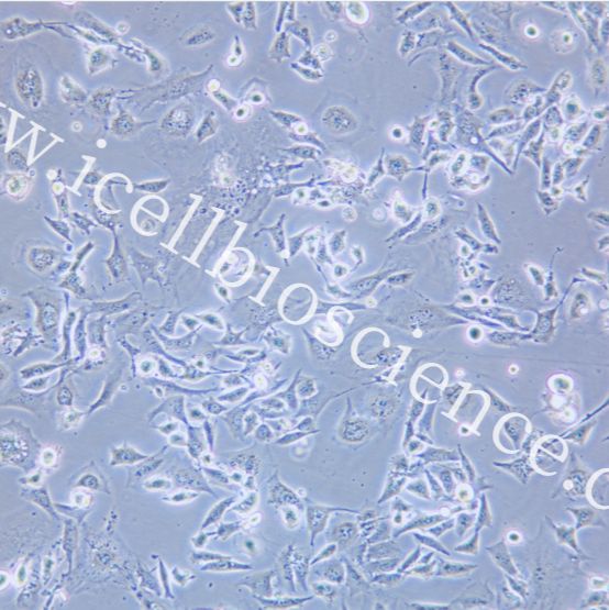 SCC-7 小鼠鳞状癌细胞  种属鉴定