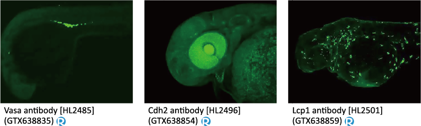 六码一抗 不分包装~全面EXTRA 5% OFF! 六码一抗 不分包装~全面EXTRA 5% OFF!