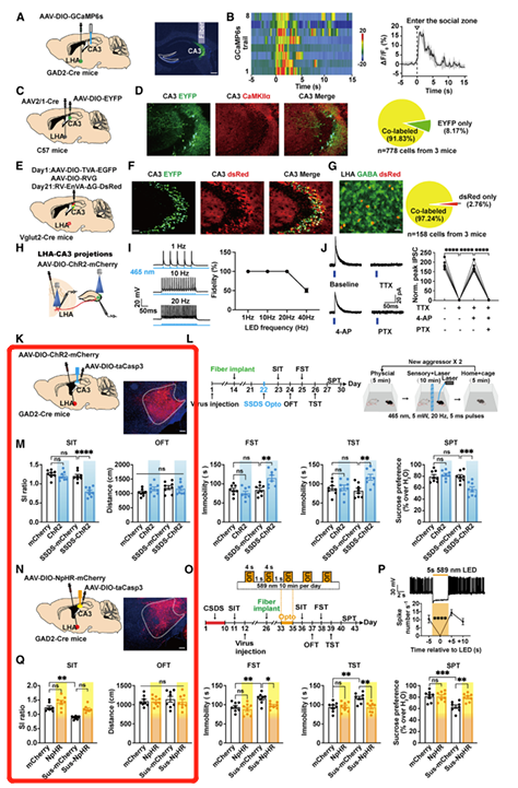 《Neuron》：调控雄性小鼠抑郁样行为重要环路机制