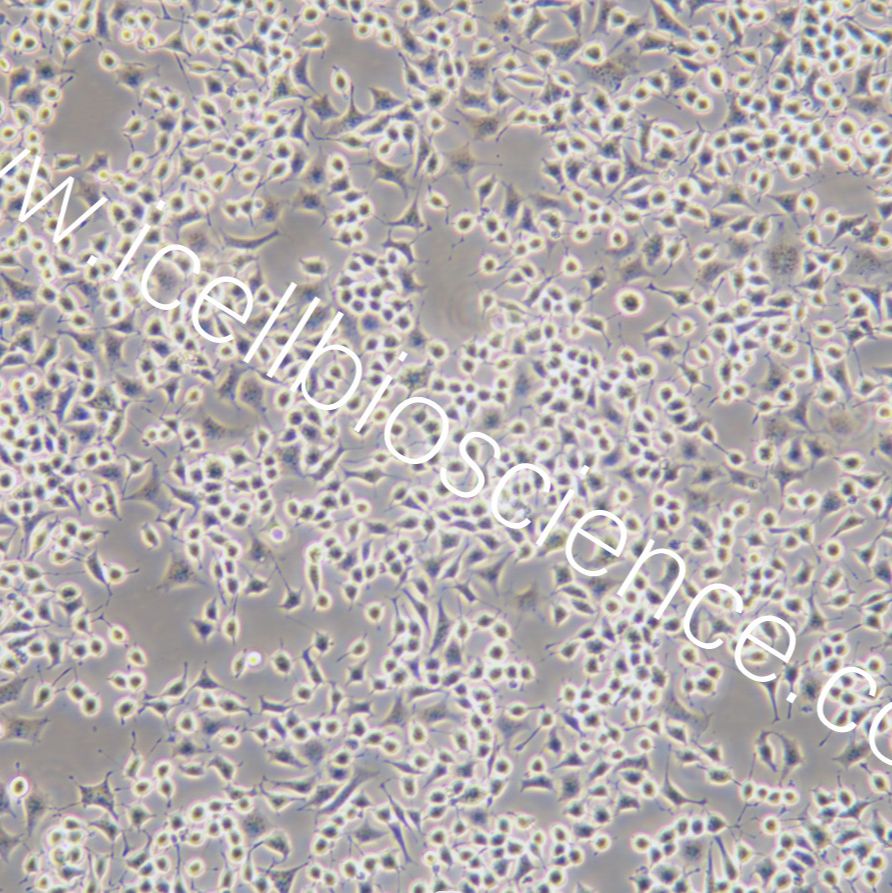 RLE-6TN 大鼠Ⅱ型肺泡上皮细胞/种属鉴定