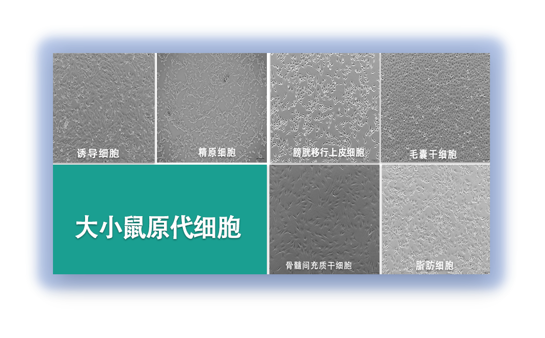 中乔新舟原代细胞