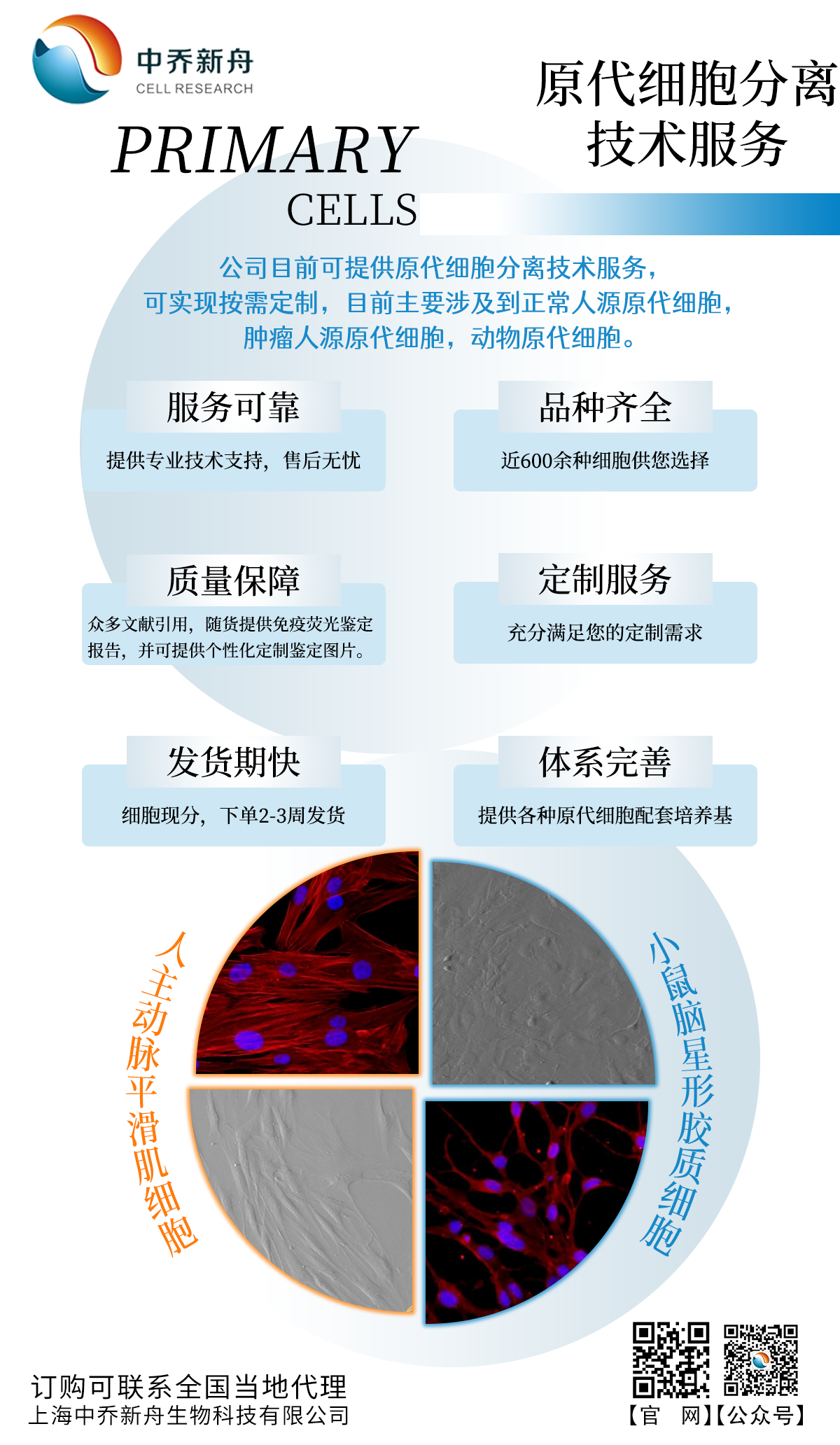 中乔新舟原代细胞