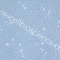 HTR-8/Svneo、HTR-8/Svneo细胞、HTR-8细胞、HTR-8/Svneo、人胚胎滋养细胞/STR鉴定/镜像绮点(Cellverse)