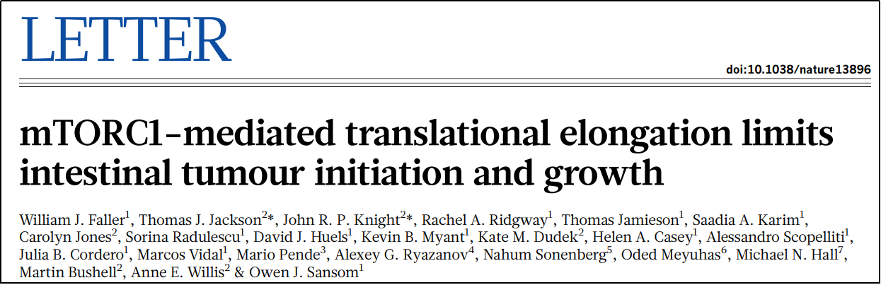 Nature | 靶向mTORC1介导的翻译延伸可限制肠道肿瘤的发生发展