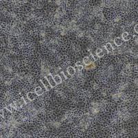 小鼠胰腺腺泡上皮细胞/免疫荧光鉴定