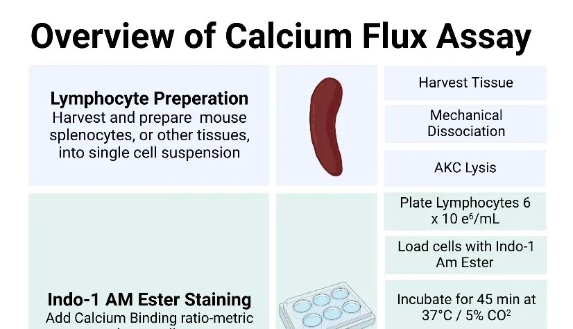 硬核流式操作指南：全光谱流式助战钙流实验进阶玩法