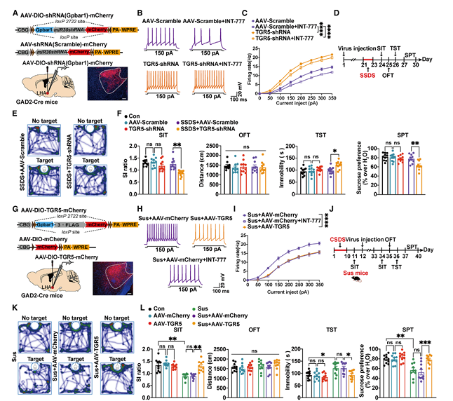 《Neuron》：调控雄性小鼠抑郁样行为重要环路机制