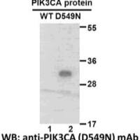 PIK3CA(D549N) 