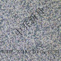 RPMI-8226-luc人骨髓瘤细胞-荧光素酶标记