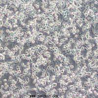 CT26.WT-LUC小鼠结肠癌细胞-荧光素酶标记