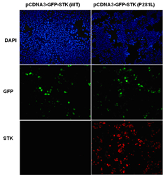 STK11 Antibody