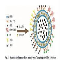定制脂质体包裹PBD二聚体(SG3199),细胞/活体成像Cy5.5标记