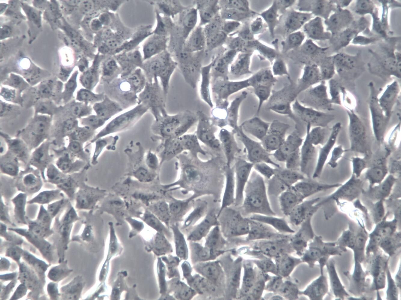 【STR鉴定】SK-MES-1、SK-MES-1细胞、SK-