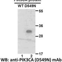 PIK3CA (D549N)