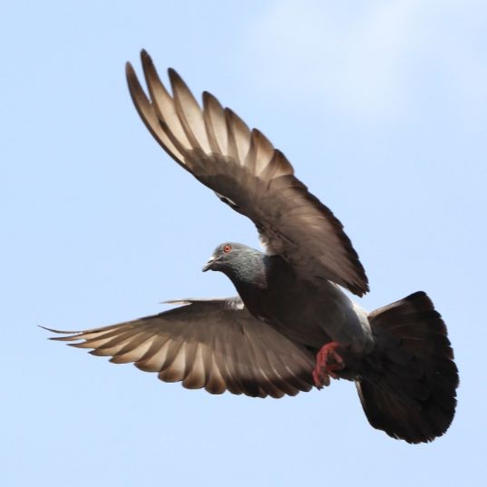 赛鸽飞行能力基因检测