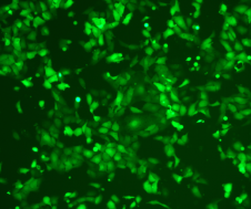 过表达慢病毒包装