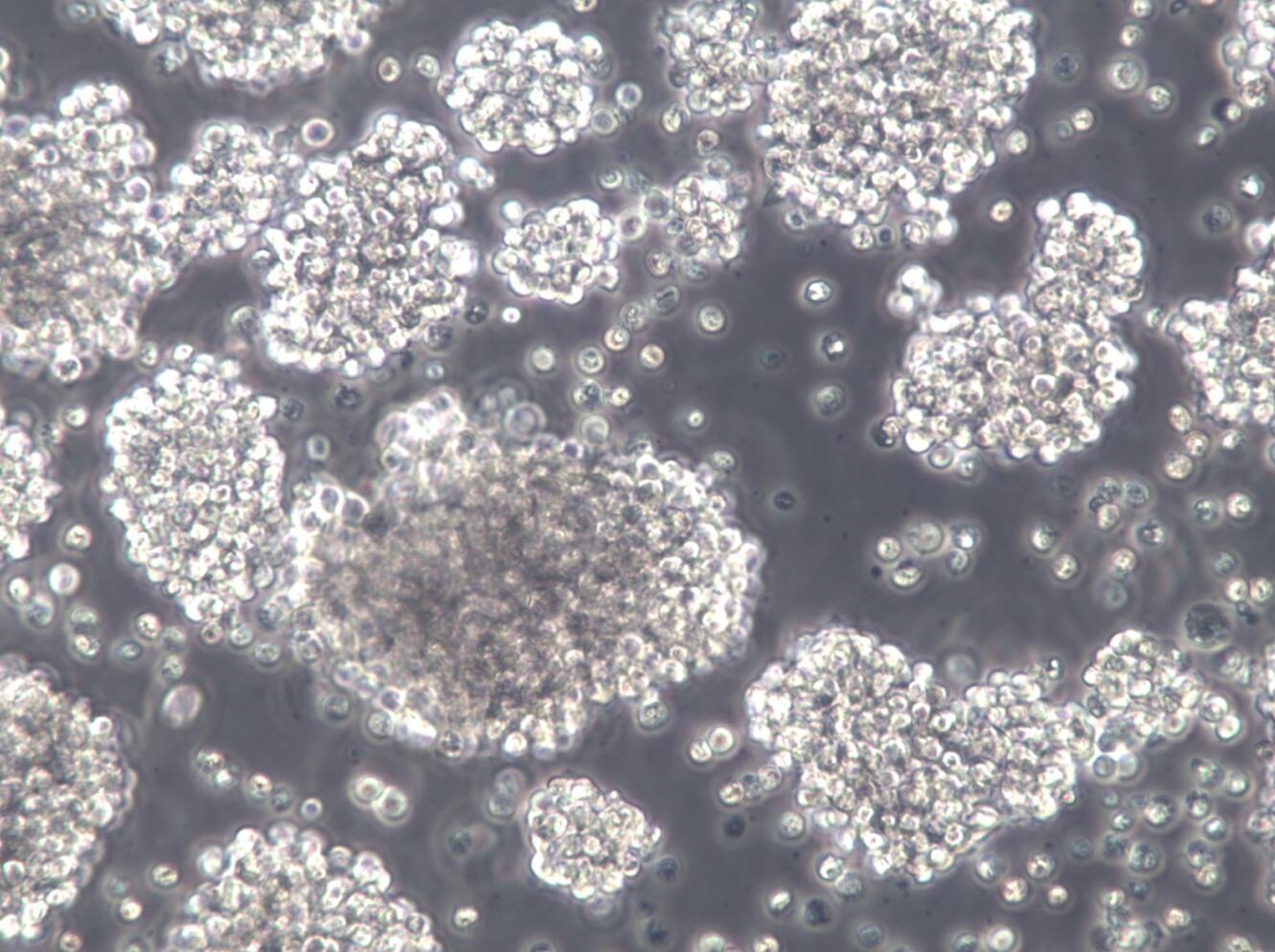 【STR鉴定】SU-DHL-10、SU-DHL-10细胞、S