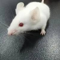 急性肺损伤模型构建