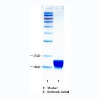 重组链霉亲和素 Recombinant Streptavidin | 9013-20-1