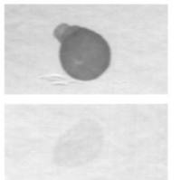 m6A antibody - 202 003 (品牌SYSY)