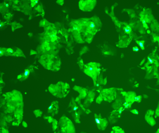 过表达慢病毒包装