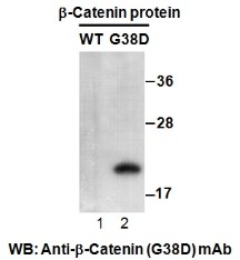 β-Catenin(G38D)