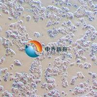 MCF-7/ADr人乳腺癌阿霉素耐药细胞