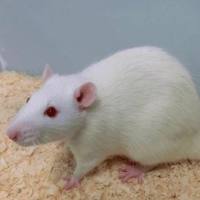 肺纤维化动物模型构建