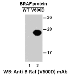 BRAF(V600D)