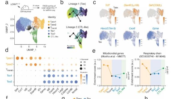 文献分享 | Nature communication，IF=16.6，从线粒体等多方面揭示T细胞耗竭的分子机制和细胞代谢