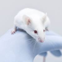 动物模型构建|整体实验外包服务