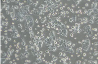 1702280289845517.png PB180241-b2-3.png